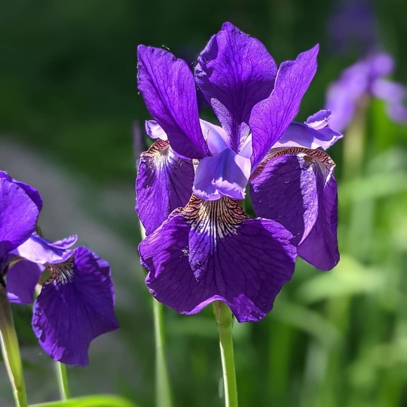 Meet your Posher, Jeanne - Picture 1 of 1